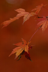 紅葉したモミジ