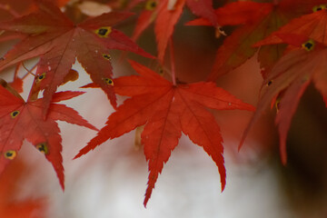 紅葉したモミジ