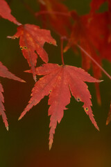 紅葉したモミジ