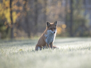 Curious young red fox portrait in the wild on a frosty morning.