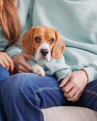 beagle dog in a blue sweatshirt executes commands and rests with his owners. Beloved cute pet is...