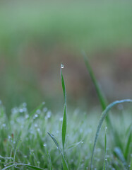 dew drop on green grass
