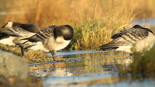 Bird goose - Barnacle geese Branta leucopsis migratory bird resting in Poland Europe, autumn, birds clean their feathers