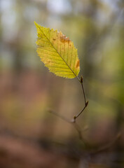 Autumn leaf in the forest