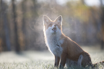 Fototapeta premium Curious young red fox portrait in the wild on a frosty morning.
