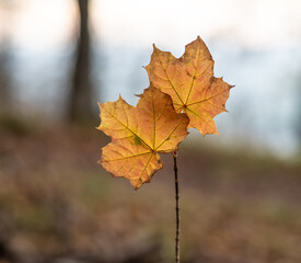 Naklejka na ściany i meble Autumn leaf in the forest