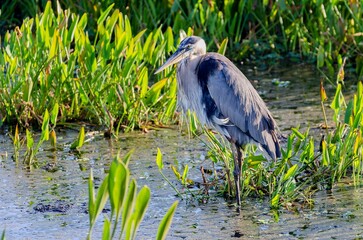 Gray heron perched on the lake water with green shore