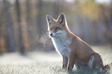 Fototapeta premium Curious young red fox portrait in the wild on a frosty morning.