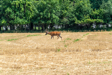 A White-tailed Buck Deer In The Field In Summer