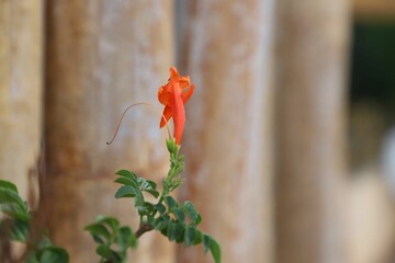 Closeup of a tecoma capensis flower on the blurry background of the bamboo wall