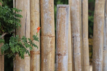Tecoma capensis flower on the background of the bamboo wall