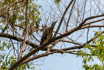 A Juvenile Black-crowned Night Heron Perched In A Tree