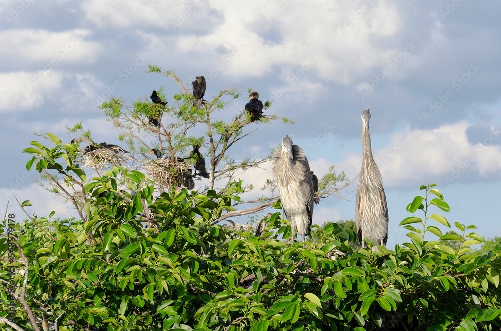 Poster Great blue herons perched on the green tree