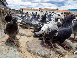 Fototapeta premium Different actitudes of a flock of pigeons in the not so clean main square of the colonial town of Villa de Leyva in central Colombia.