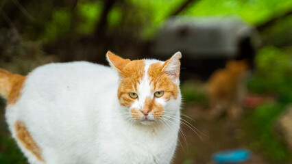 cat walk ships buildings beautiful mediterranean sea malta island sand stones sun cacti