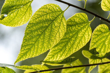 Oriental Bittersweet Vine Growing In The Trees