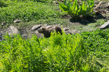 ratão-do -banhado strolling on the floor