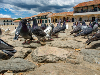 Fototapeta premium Different actitudes of a flock of pigeons in the not so clean main square of the colonial town of Villa de Leyva in central Colombia.