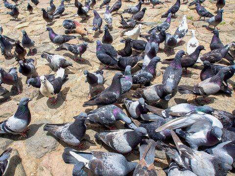Different actitudes of a flock of pigeons in the not so clean main square of the colonial town of Villa de Leyva in central Colombia.