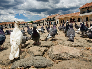 Different actitudes of a flock of pigeons in the not so clean main square of the colonial town of Villa de Leyva in central Colombia.