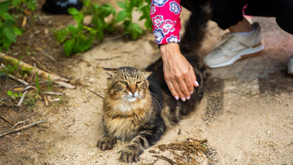 cat walk ships buildings beautiful mediterranean sea malta island sand stones sun cacti