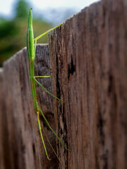 Maco photograpy of a big green stick insect on a wooden plank, captured in a garden near the colonial town of Villa de Leyva in central Colombia.