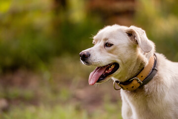 White labrador type, mongrel, dog in forest wearing leather collar.