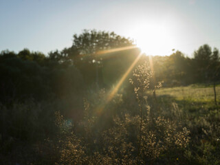 sunset in the forest by automn