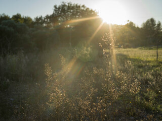 sunset in the forest by automn