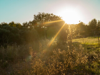 sunset in the forest by autumn