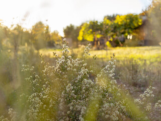 flowers in a field