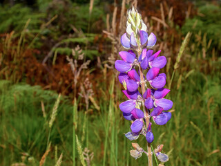 Macro photography of a a lupin flower, captured against a forest background in the Andean mountains of central Colombia, near the colonial town of Villa de Leyva.