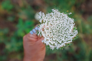 Hand holds white European Wild Carrot. Top view of Daucus Carota. Close-up of Queen Anne's Lace....