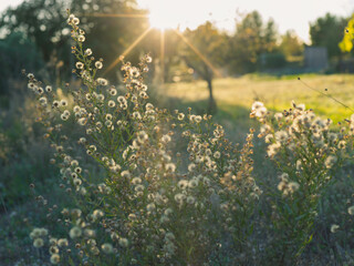 sunset in the meadow