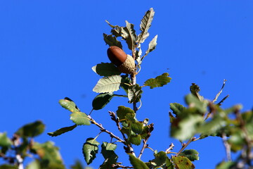 Acorns ripen on an oak tree in a city park.