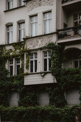 Fototapeta na wymiar White old building facade overgrown with ivy 