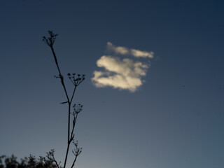 tree silhouette against sky