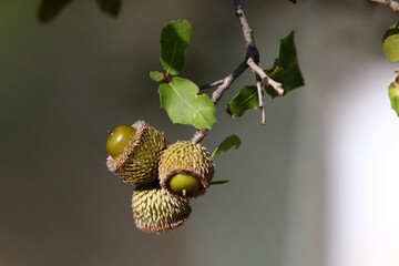 Acorns ripen on an oak tree in a city park.