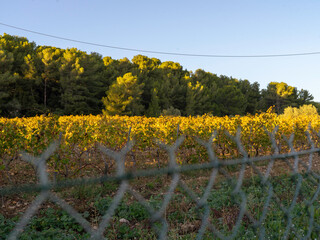 vineyard in autumn