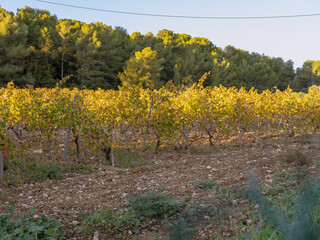 vineyard in autumn