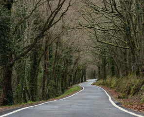 Estrecha y bonita carretera en la Ribeira Sacra, Ourense, Galicia, España.