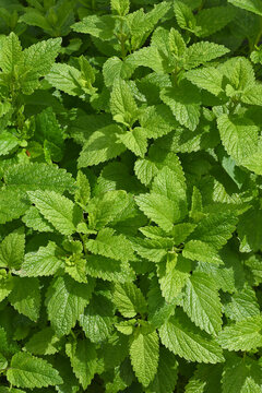 Green lemon balm in the vegetable garden.