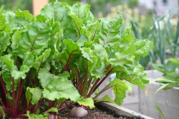 Red beet in a planter from the vegetable garden.