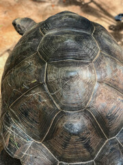 Seychelles Giant Tortoise. Rear view.