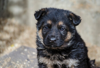 Portrait of beautiful german shepherd puppy