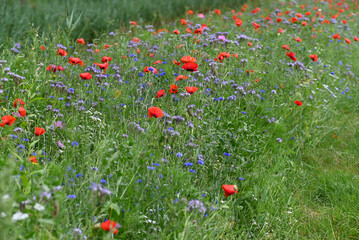 Roadside flowers poppies and other anual flowers.