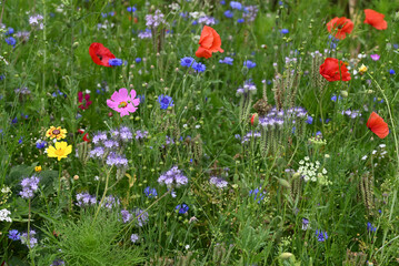 Obraz premium Roadside flowers poppies and other anual flowers.