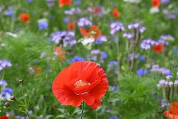 Roadside flowers poppies and other anual flowers.