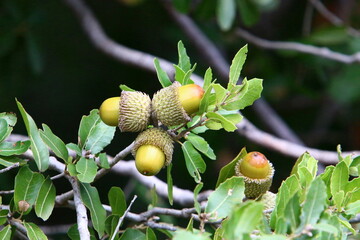 Acorns ripen on an oak tree in a city park.