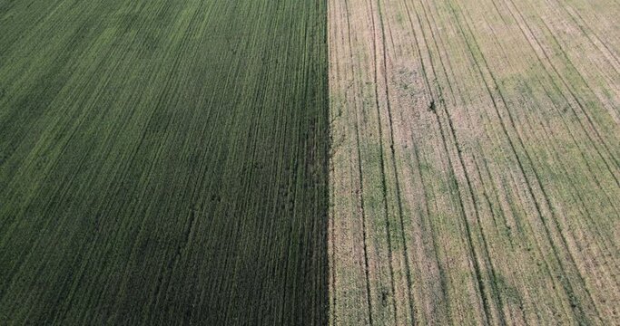 Field divided in half into two parts. separating vast green wheat and potato fields at dawn, aerial shot